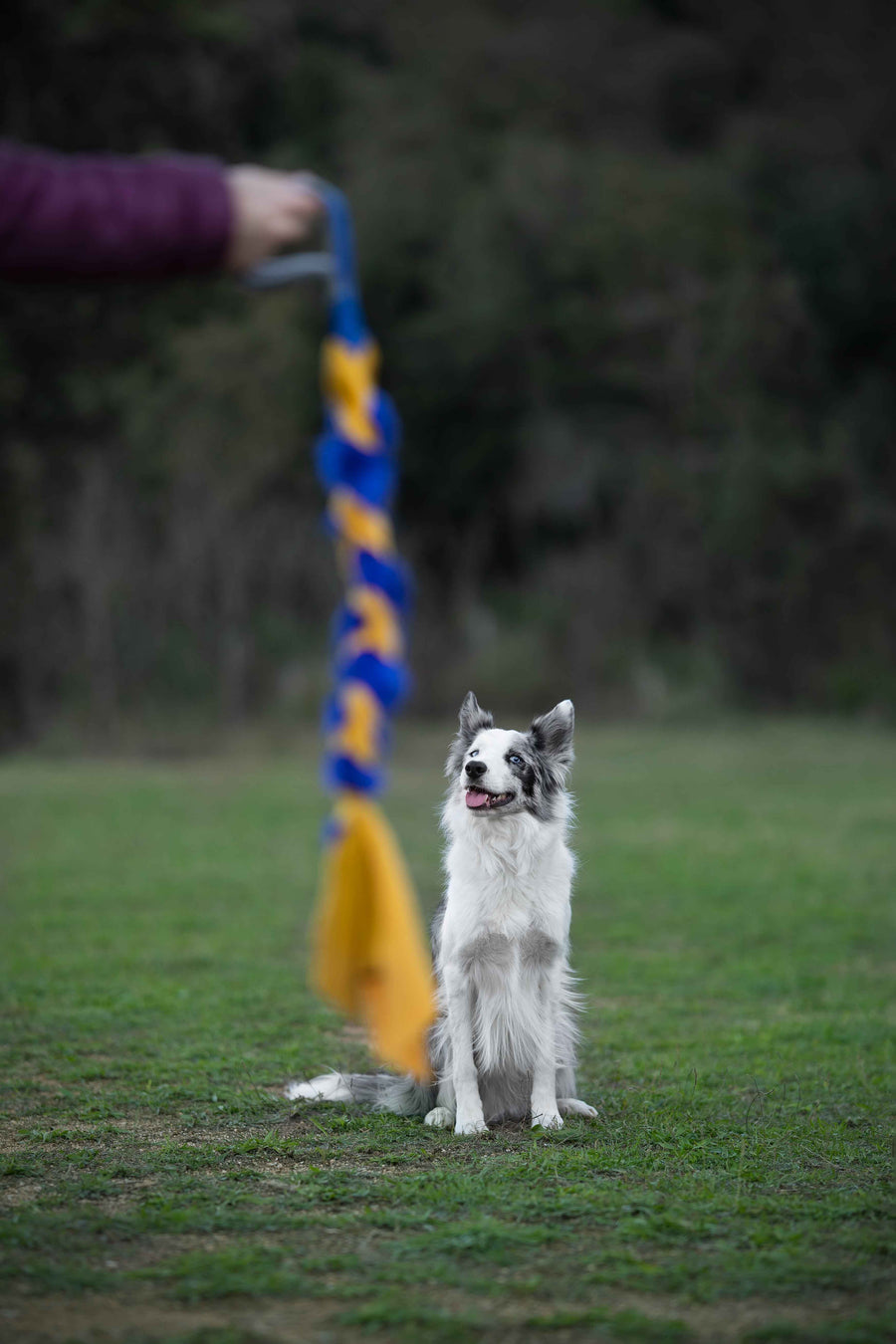 Mordedores para perros en colores azul y amarillo