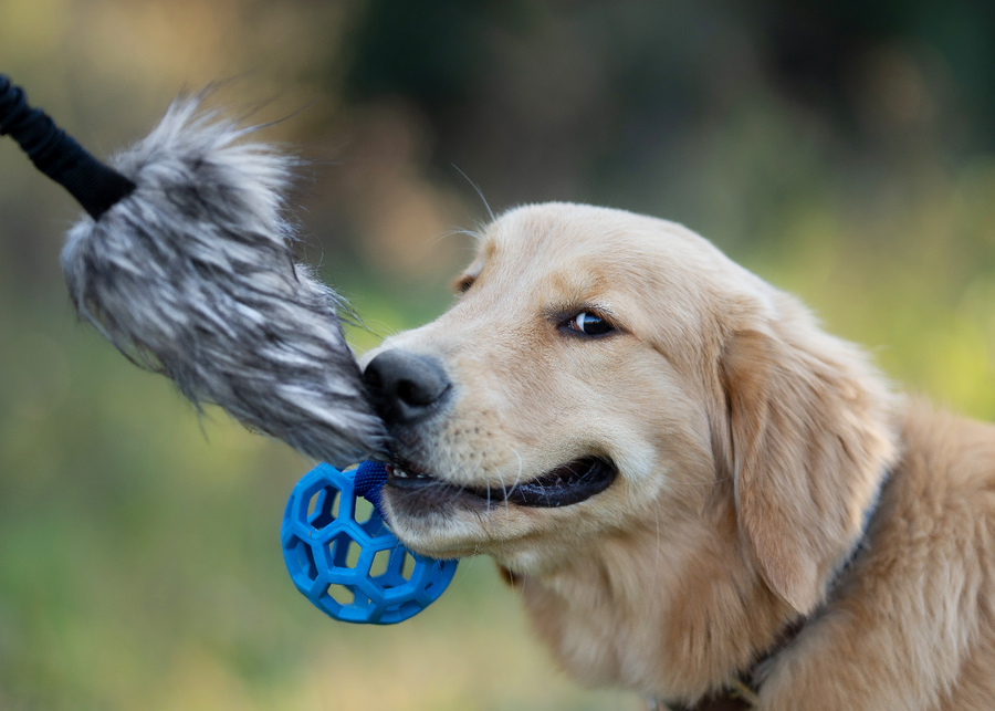 Mordedor para cachorros: juego y elección del mordedor adecuado