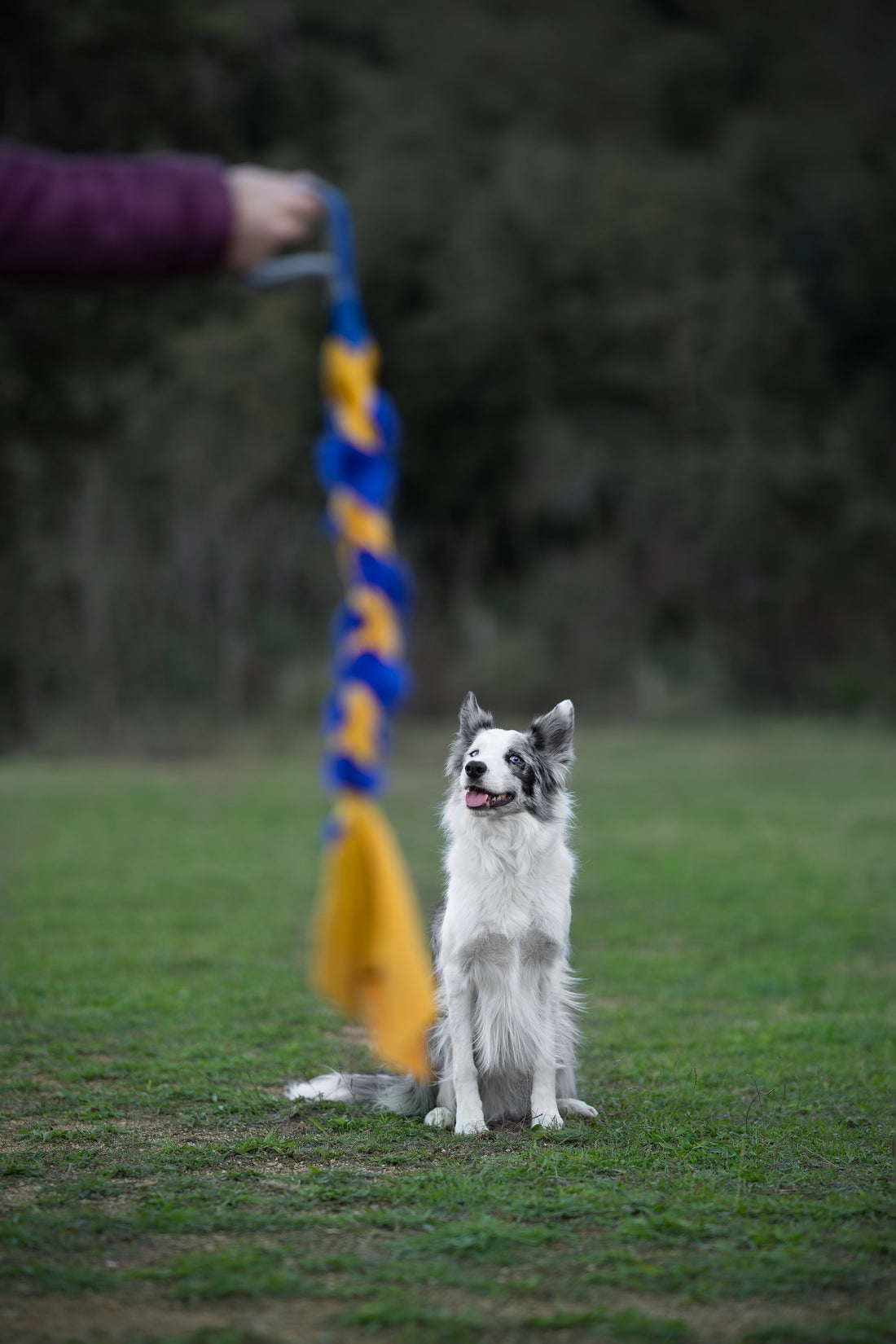 Mordedores para perros: por qué el azul y el amarillo son los colores que mejor ven