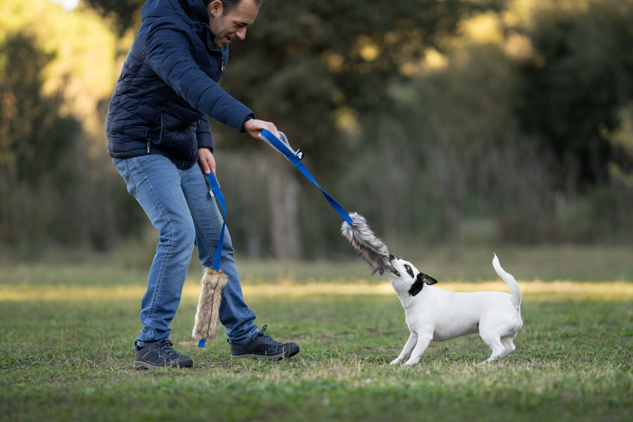 Juego con mordedor para perros: control, foco y vínculo