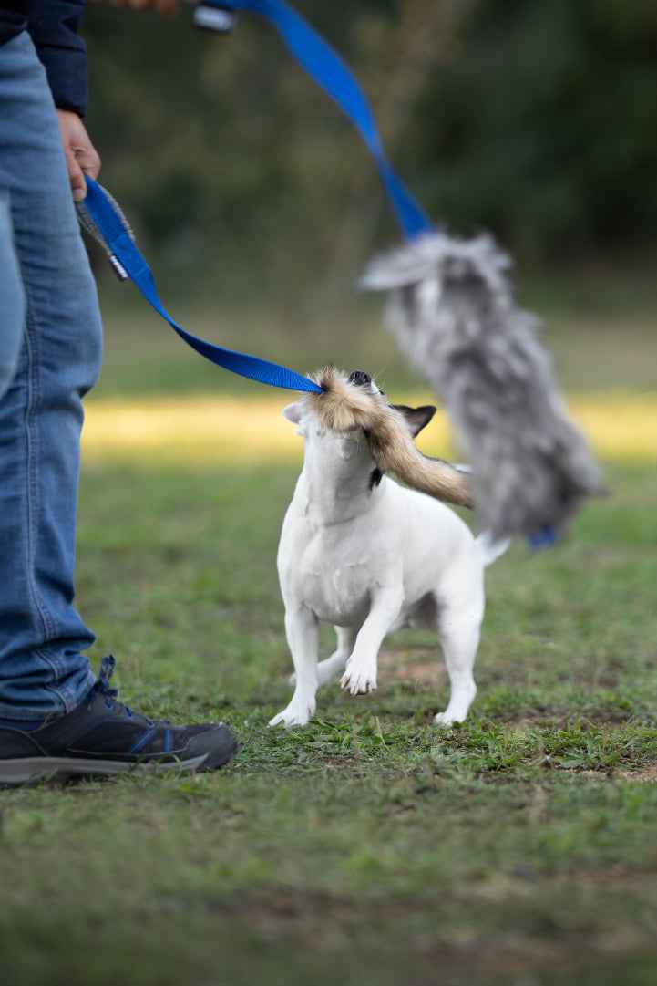 Cuidado y mantenimiento de un mordedor para perros