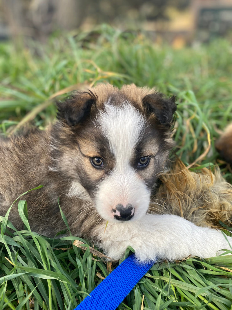 Mordedor para cachorros durante el cambio de dientes