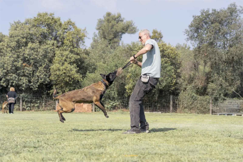 Cómo elegir un mordedor para perros según la mordida