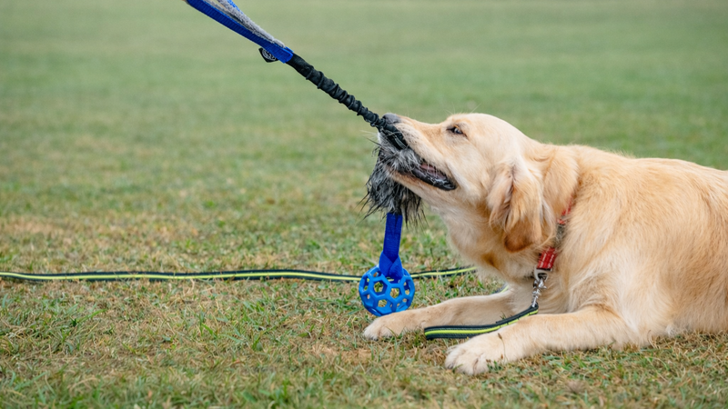 Entrenamiento del suelta con mordedor para perros