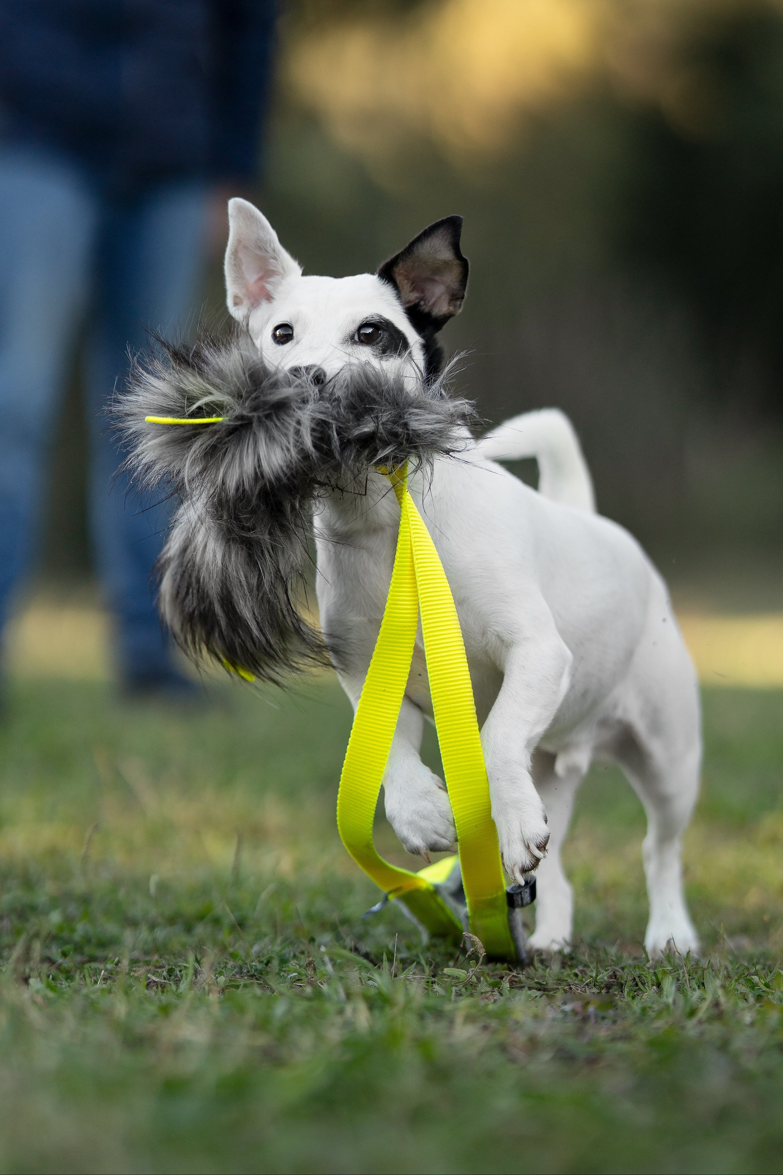 Mordedores para perros pequeños