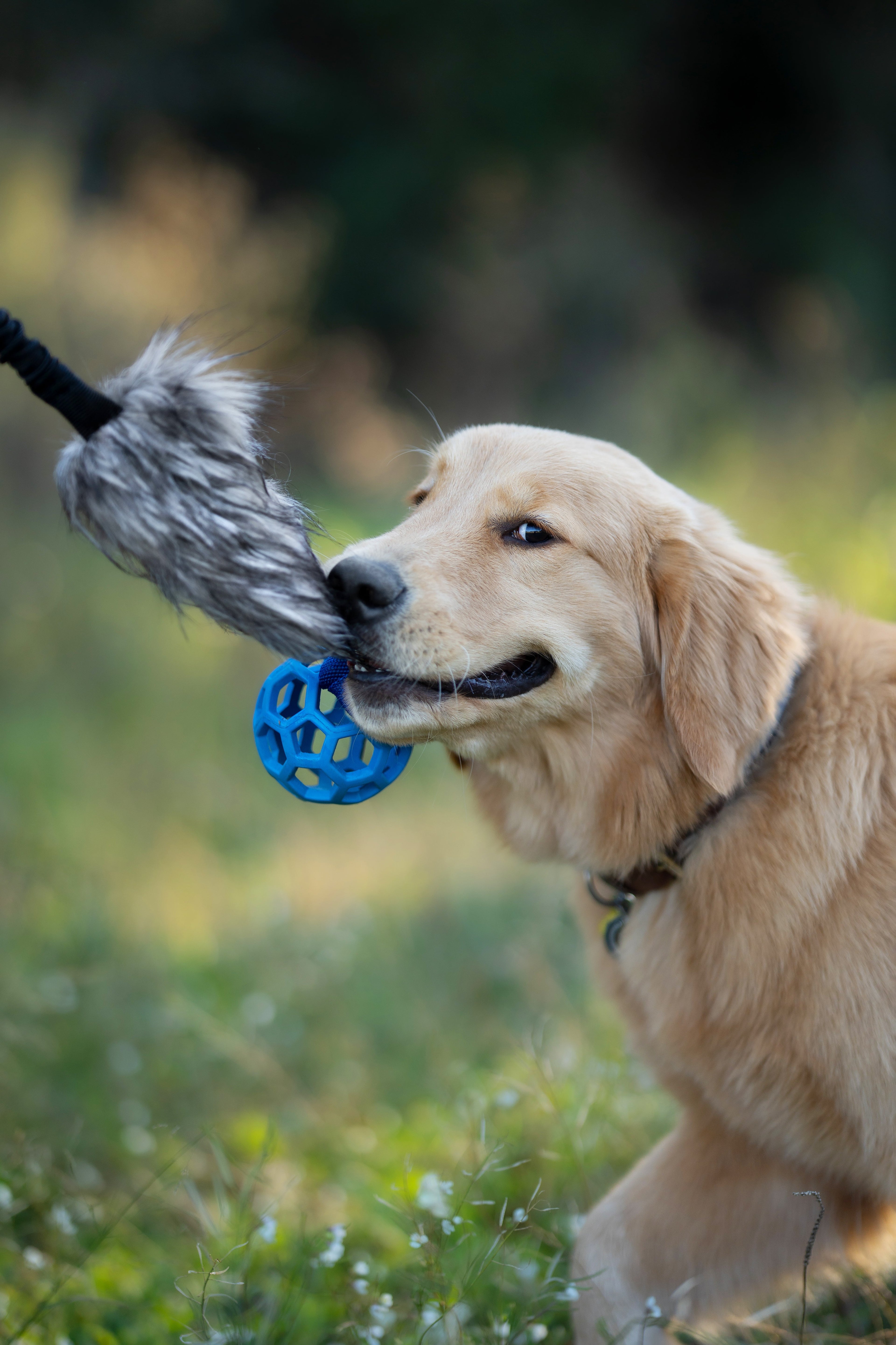 Mordedores para cachorros
