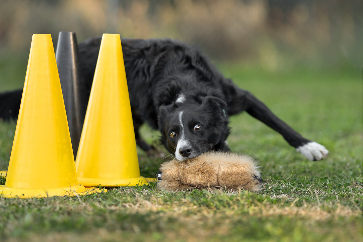 Mordedores Todoterreno