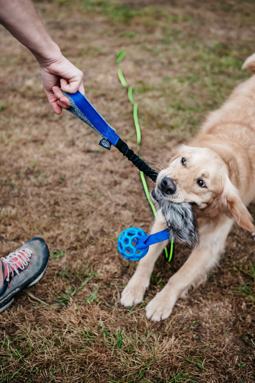 Top ventas Bow – Los mordedores y accesorios favoritos de los perros