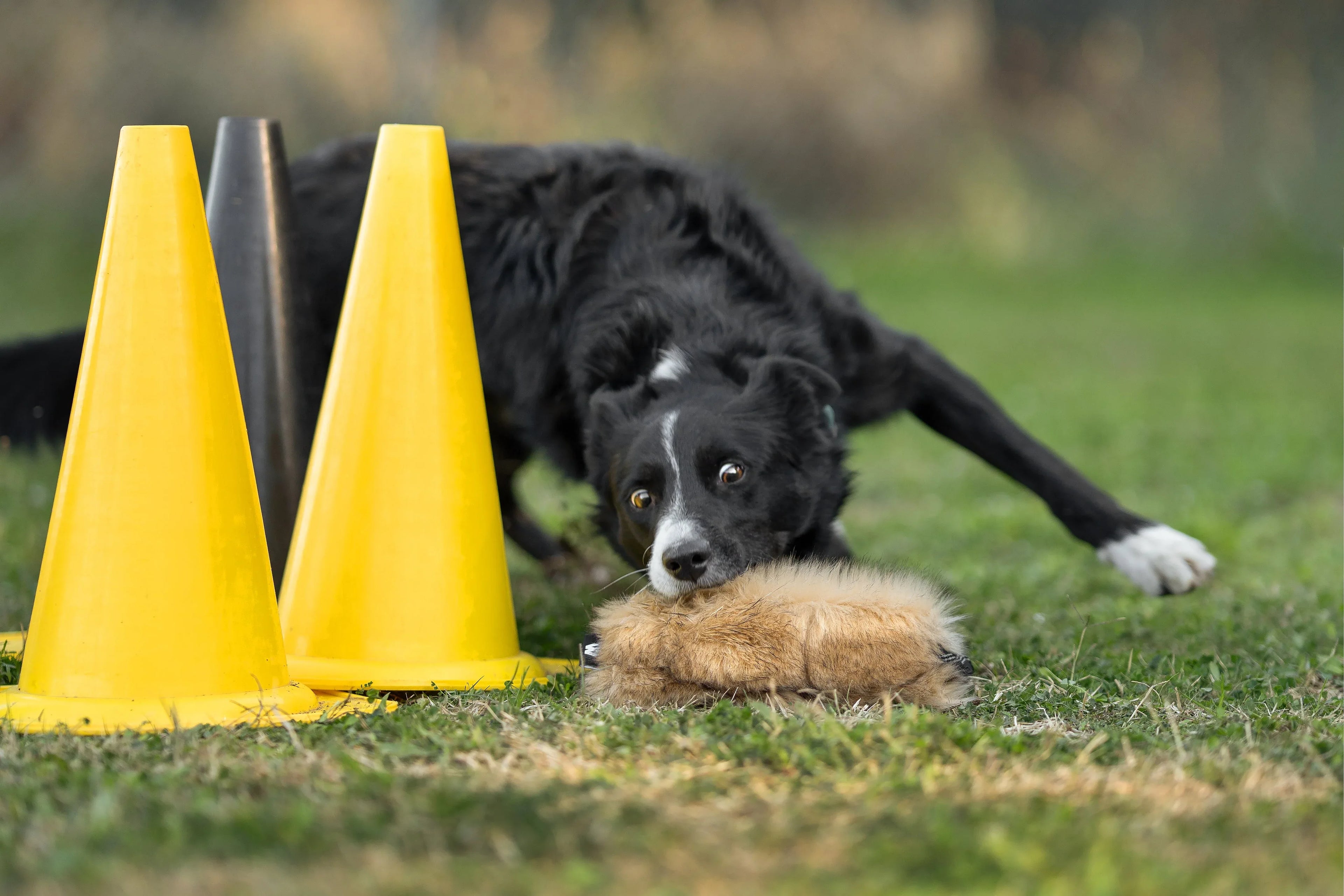 Mordedores Todoterreno - Beware of the owner