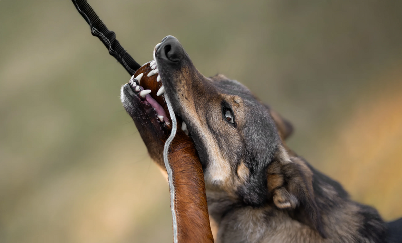 Mordedores para perros grandes - Beware of the owner