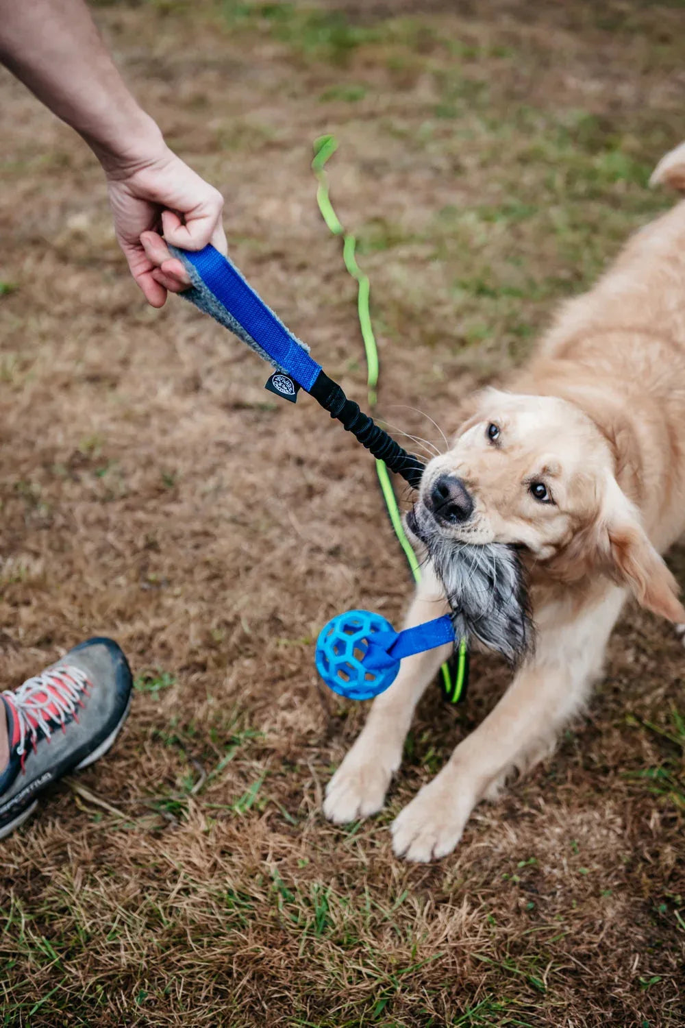 Top ventas Bow – Los mordedores y accesorios favoritos de los perros - Beware of the owner