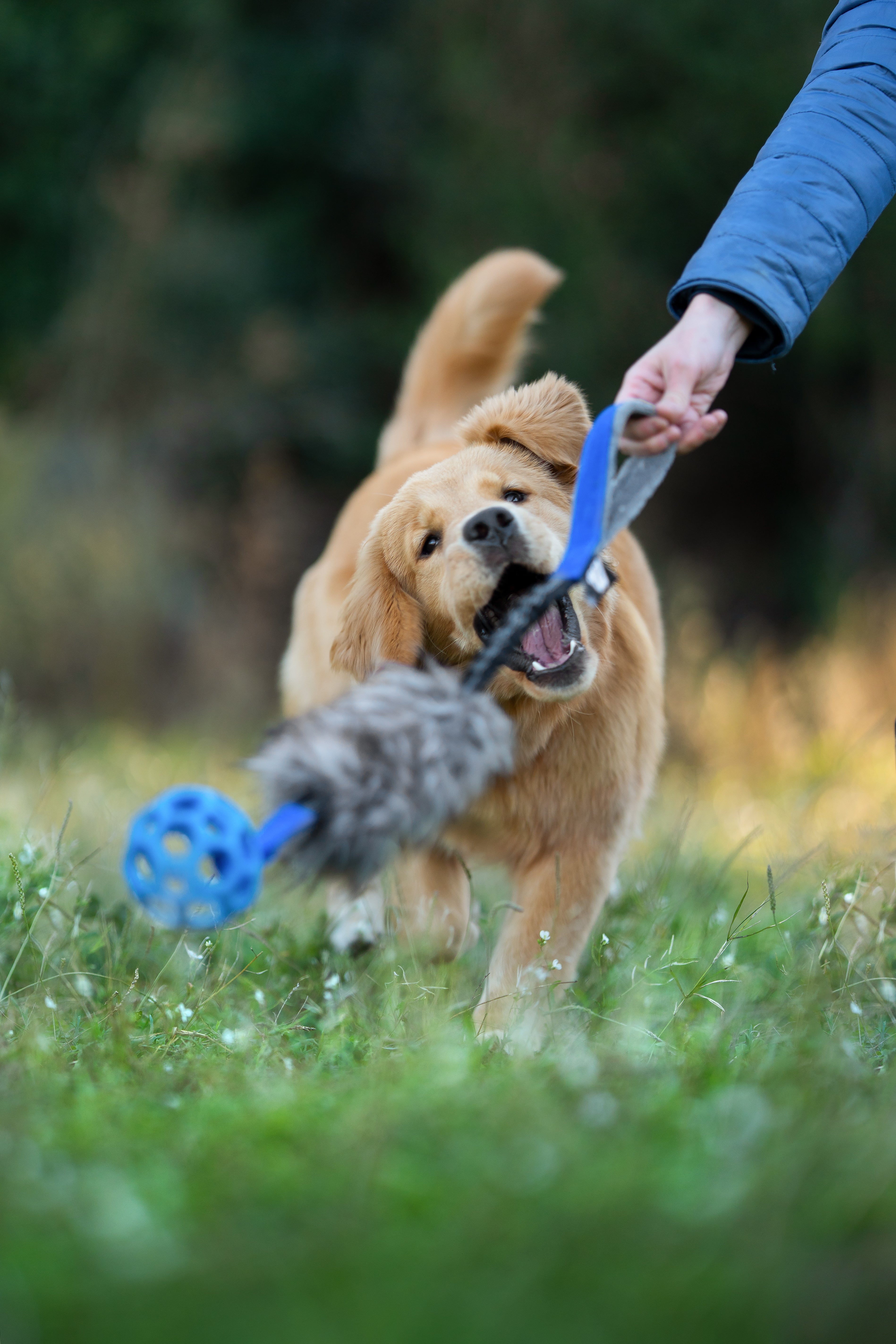 mordedores para cachorros