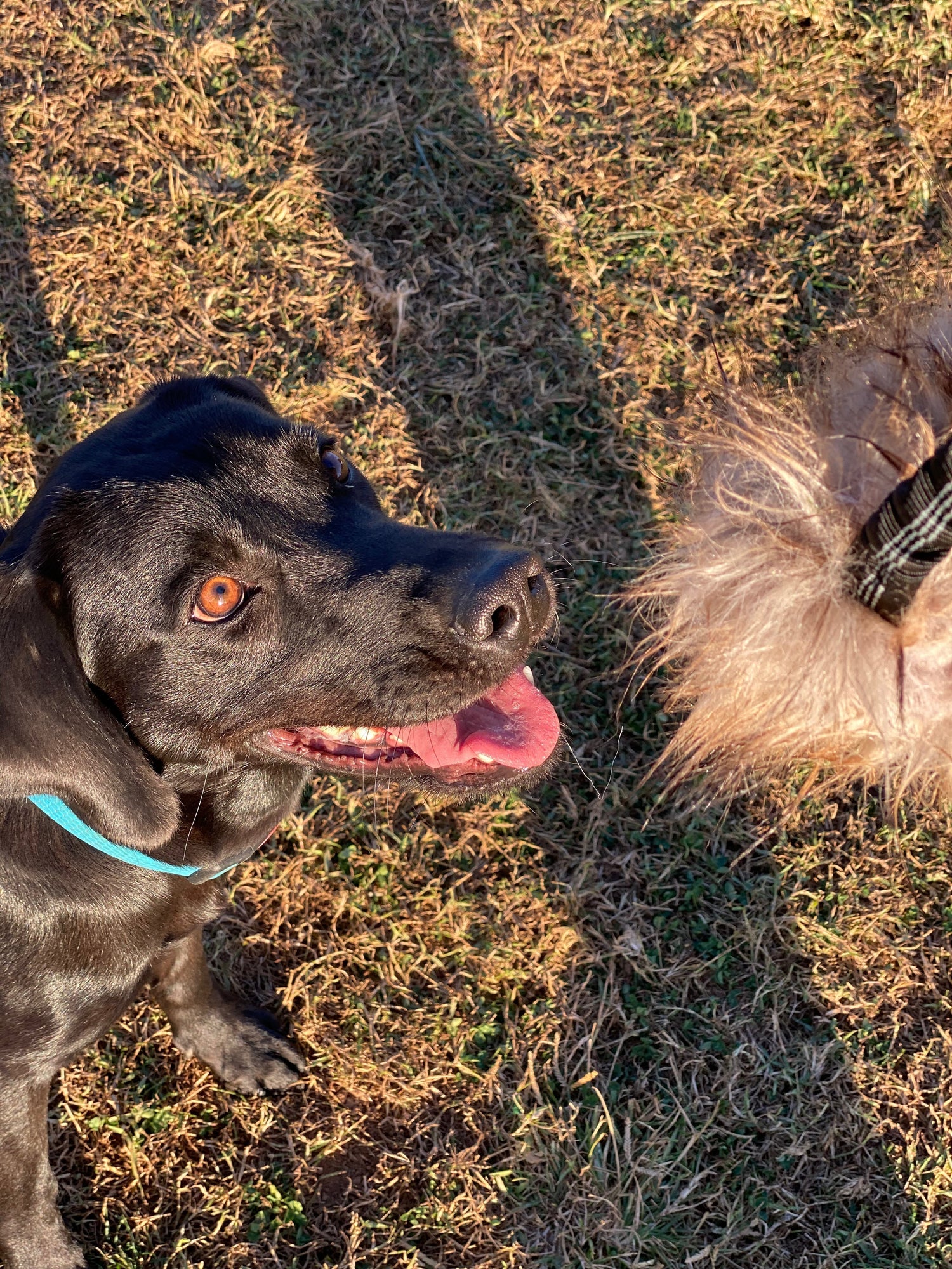 mordedores para perros grandes