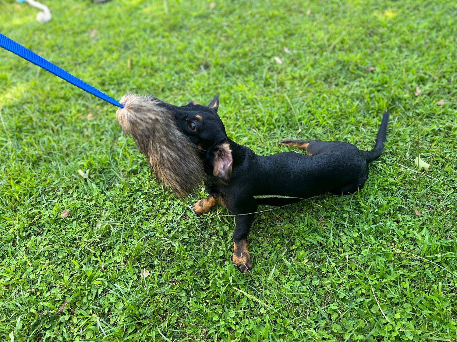 mordedores para perros pequeños