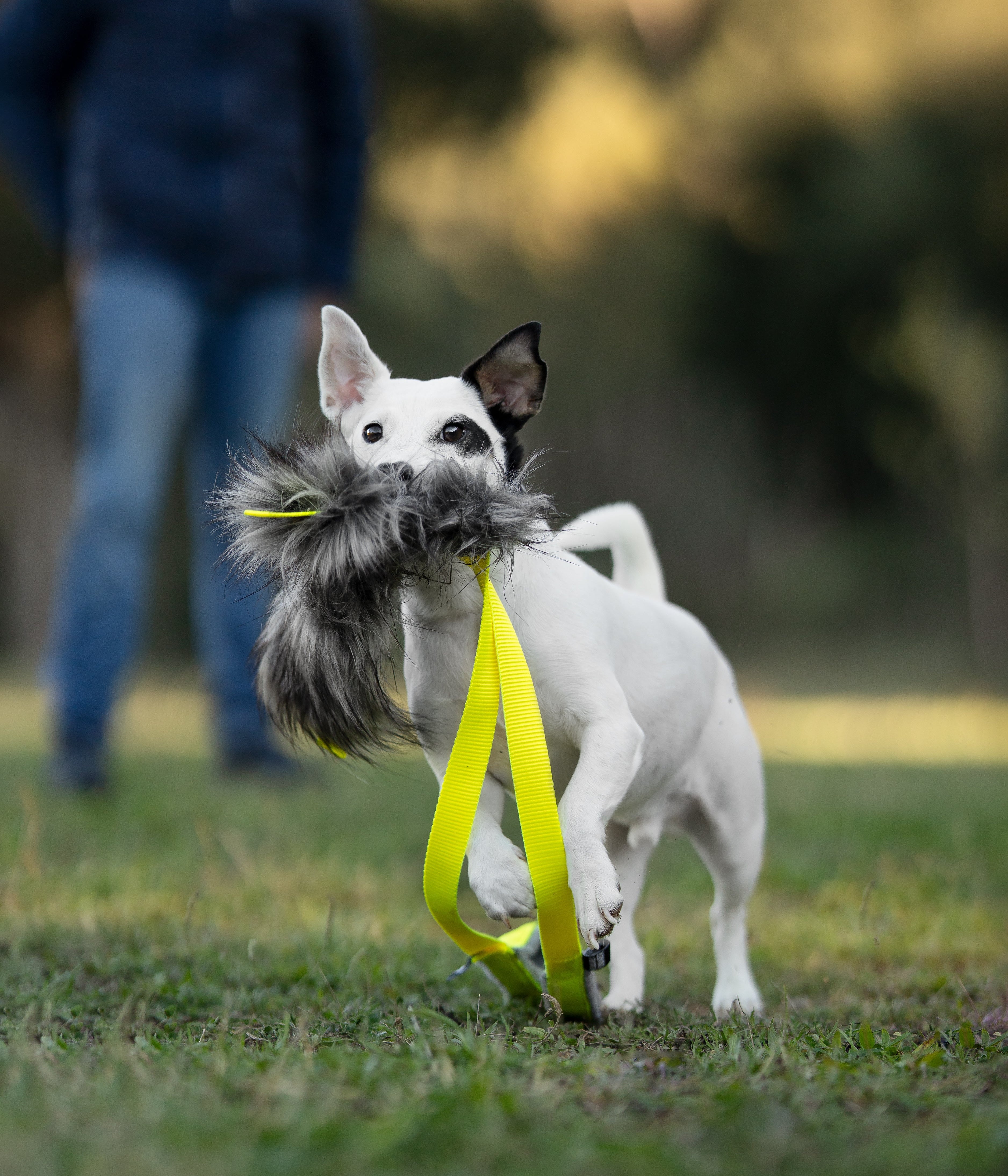 mordedores para perros pequeños