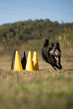 Mordedor CHISTE - Beware of the owner