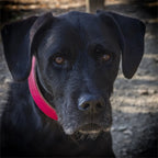 Collar de cuero personalizado - Beware of the owner