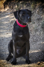Collar de cuero personalizado - Beware of the owner
