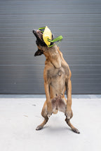 Mordedor de tela francesa NOIS para perros | BOW