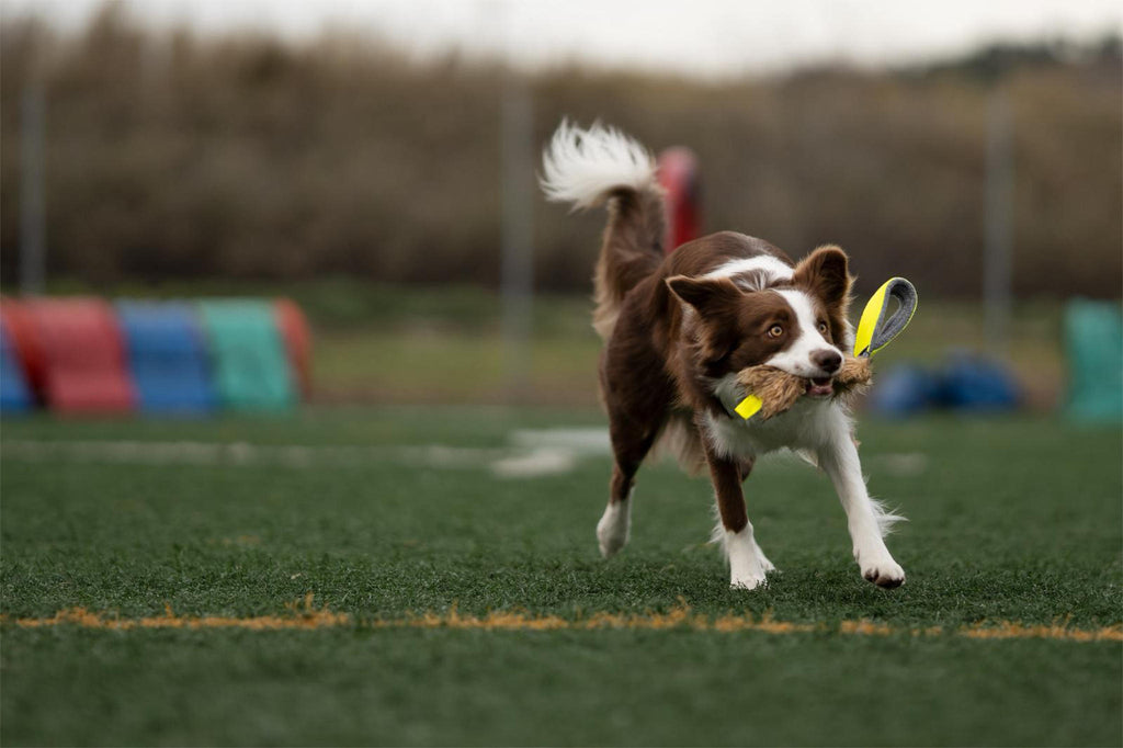 Mordedor BALÚ Pequeño, fácil de amagar | Motivación rápida y juego claro | BOW