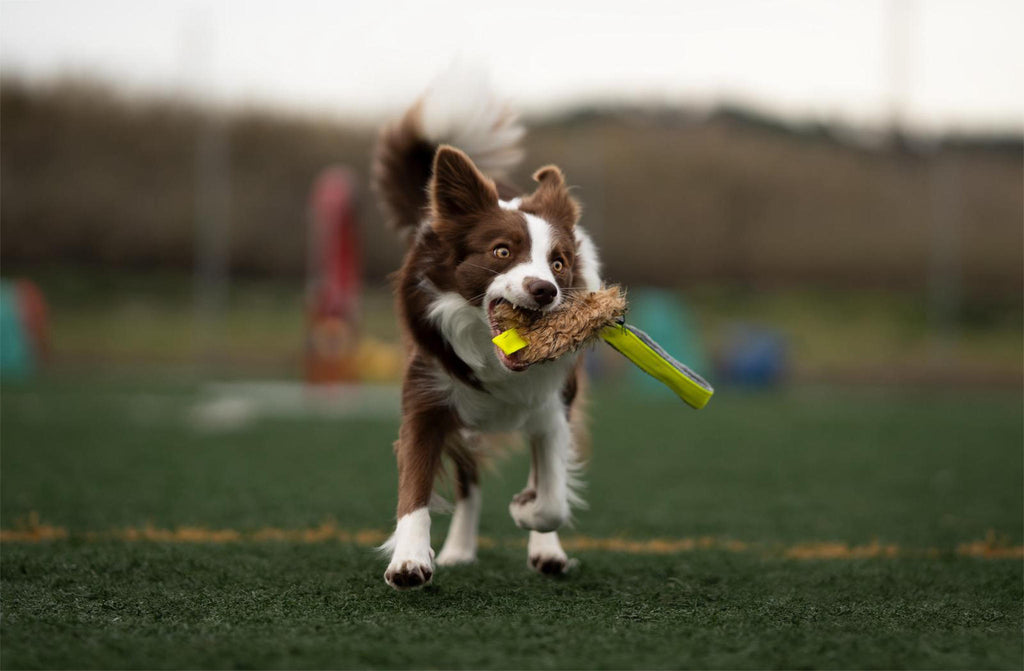 Mordedor BALÚ Pequeño, fácil de amagar | Motivación rápida y juego claro | BOW