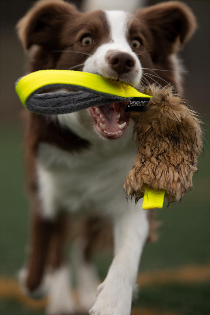 Mordedor BALÚ Pequeño, fácil de amagar | Motivación rápida y juego claro | BOW